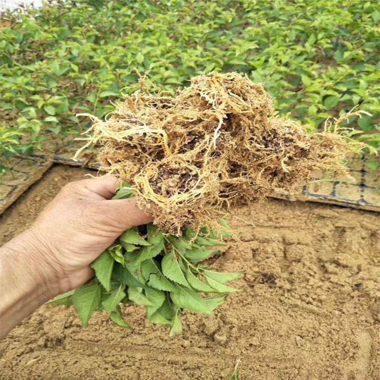 Gisela Dwarf Cherry Seedlings Wholesale Gisela Dwarf No. 6 Rootstock Seedlings No. 12 No. 17 Y1 Cherry Rootstock