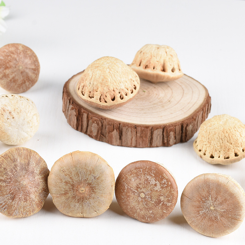 Wholesale Spot Insect-Free Fengliu Fruit Large Goods Guantouzi High-Quality Wine Soaking Material Sao Tou Turtle One Piece Dropshipping