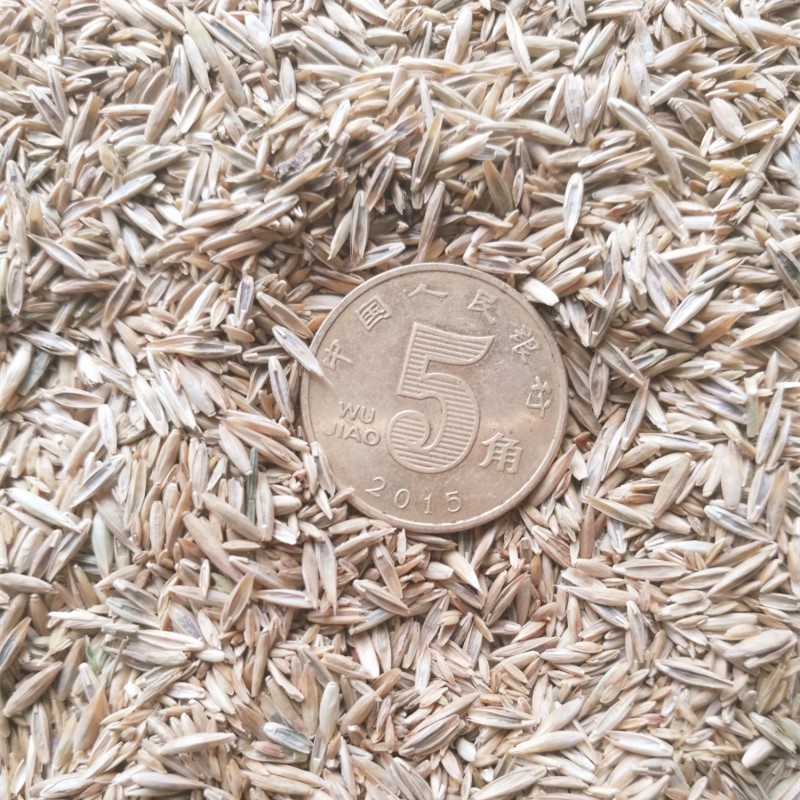 Cold-Resistant Dwarf Four-Season Green Lawn Grass Seeds Perennial Ryegrass Bermuda Dog ​​Tooth Net Seed Mixed Grass Seeds