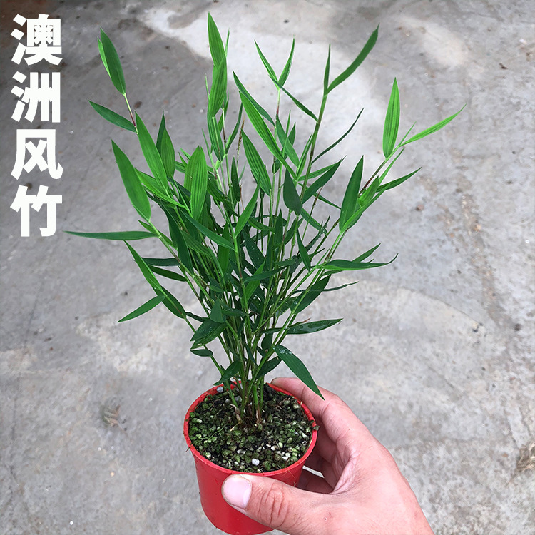 Ji Cuizhu Green Axis Bamboo Rice Bamboo Red Bamboo Golden Silk Buddha Belly Bamboo Australian Style Bamboo Water and Land Tank Landscaping Plant Potted Plant