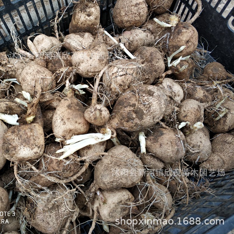 Dahlia Bulbs, Double Flower Bulbs, Four-Season Bulbs, Sweet Potato Flower Seeds, Bulbs, Flower Garden Planting Dahlia Bulbs