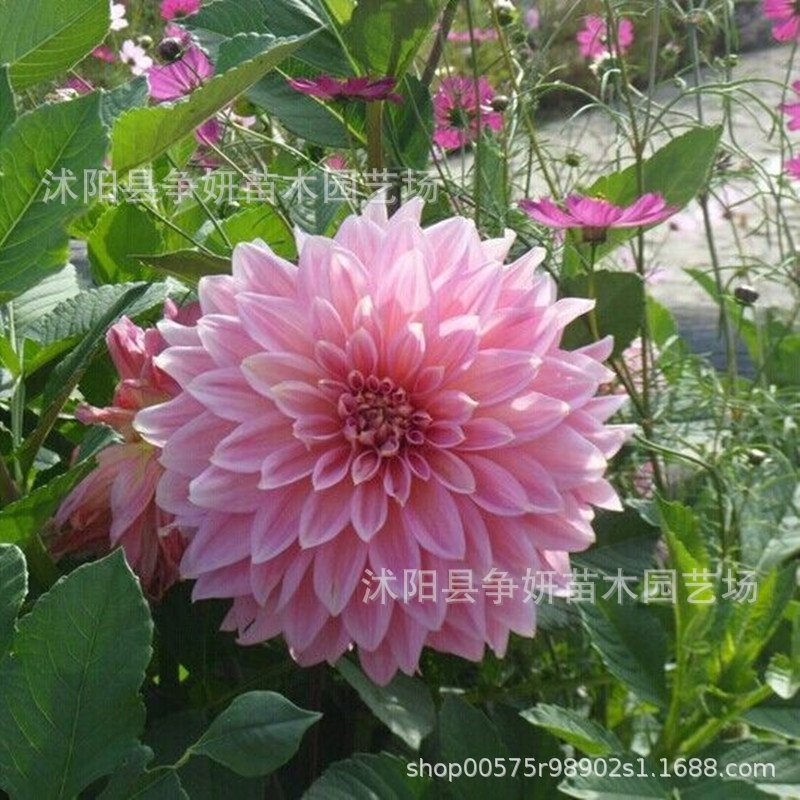 Dahlia Seed Bulbs, Four-Season Flower Potted Plants, Indoor and Outdoor Ground Planting Dahlia, Sweet Potato Flower Bulbs, Flower Dahlia Balls