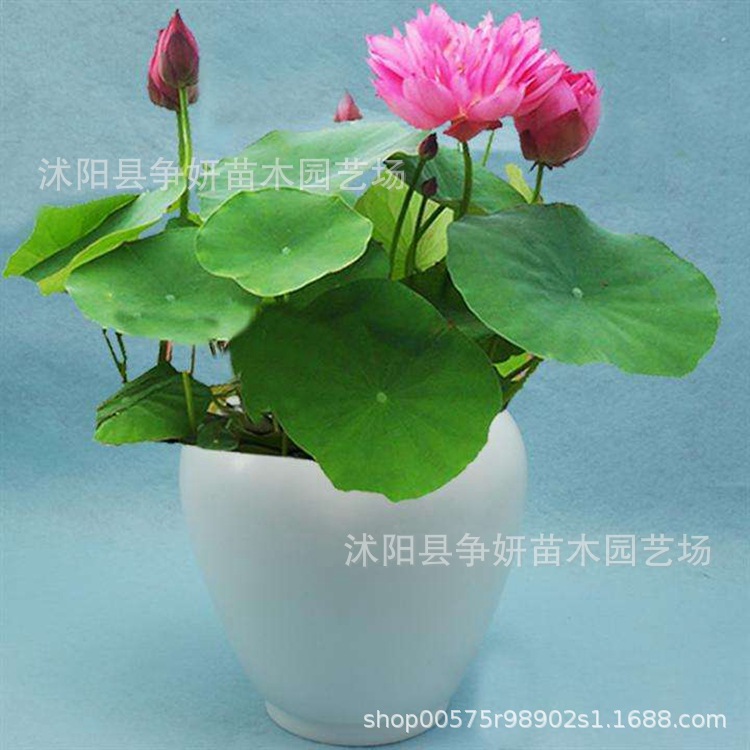 Vegetable Lotus Seeds, Lotus Seeds, Lotus Seeds, Open Hydroponic Seeds, Flower Potted Balcony Non-Bowl Lotus Seeds