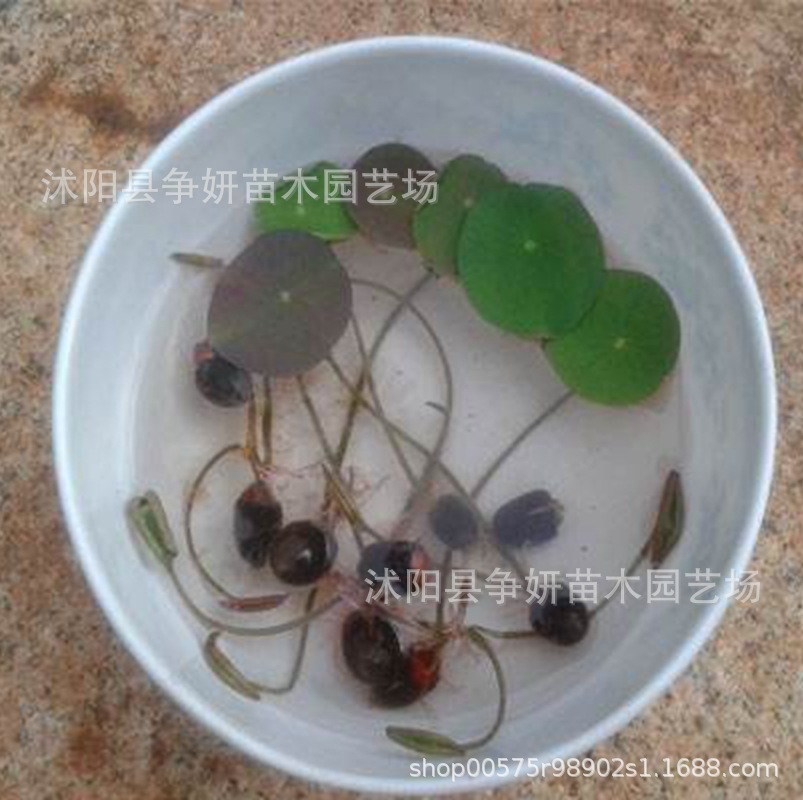 Vegetable Lotus Seeds, Lotus Seeds, Lotus Seeds, Open Hydroponic Seeds, Flower Potted Balcony Non-Bowl Lotus Seeds