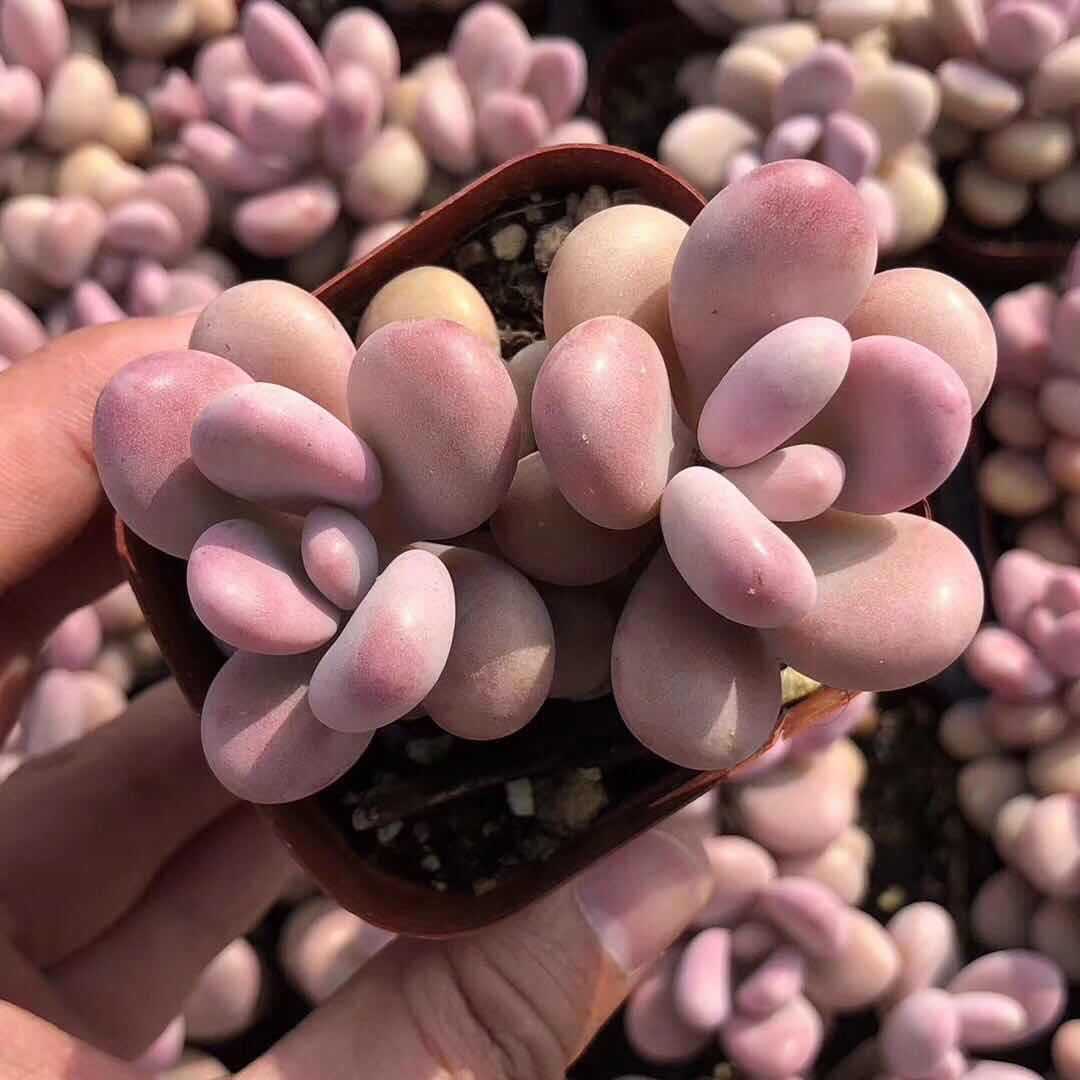 Succulent Plants Wholesale Small Succulent Small Potted Succulent Plants Lithops Jade Dew Base Self-Produced and Sold with Free Shipping