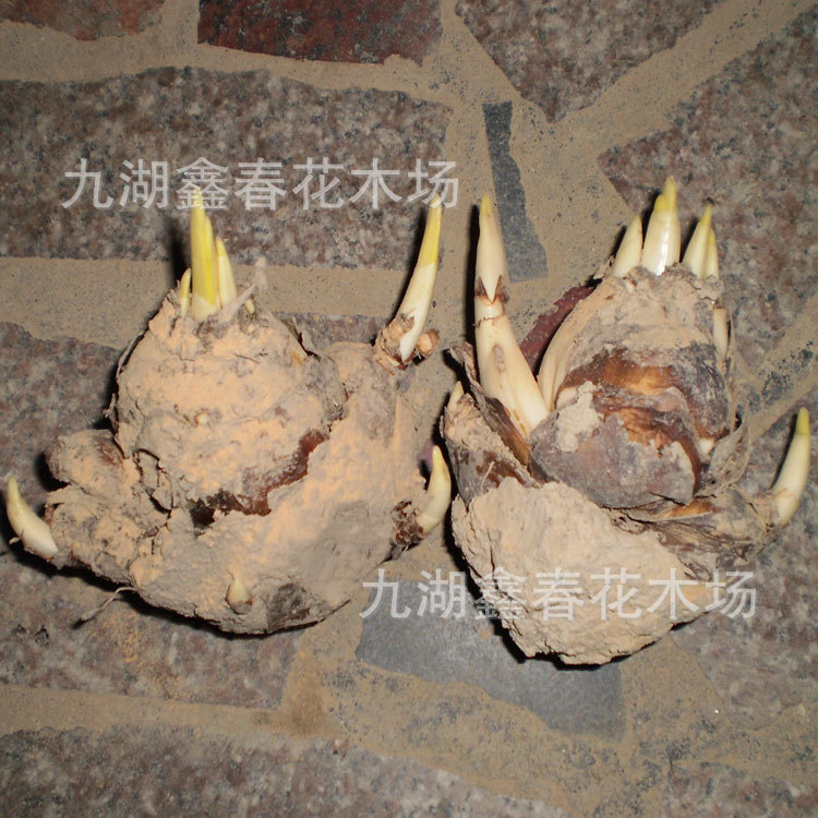 Wholesale of Narcissus Bulbs, Single-Petal and Double-Petal Hydroponic Large Flower Bulbs, New Year's Florals, Produced and Sold by Farmers in Zhangzhou