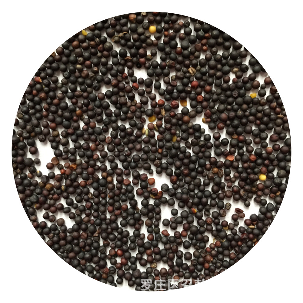 Rapeseed wholesale supply rapeseed oil extraction special rapeseed feed special cereals rapeseed