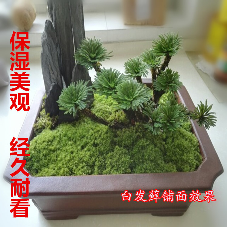Factory Wholesale Fresh Moss Live Moss Micro Landscape Ecological Bottle Plant Big Gray Moss White Hair Moss Bonsai
