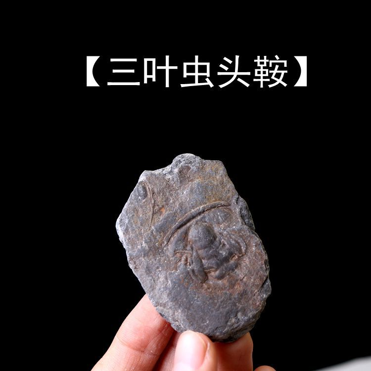Окаменелость трилобита лезвия головы седла оригинальный камень образец для обучения популярной науки
