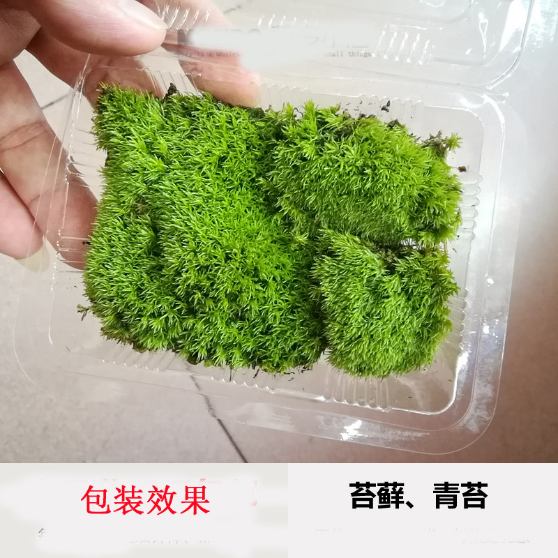 Factory Wholesale Fresh Moss Live Moss Micro Landscape Ecological Bottle Plant Big Gray Moss White Hair Moss Bonsai