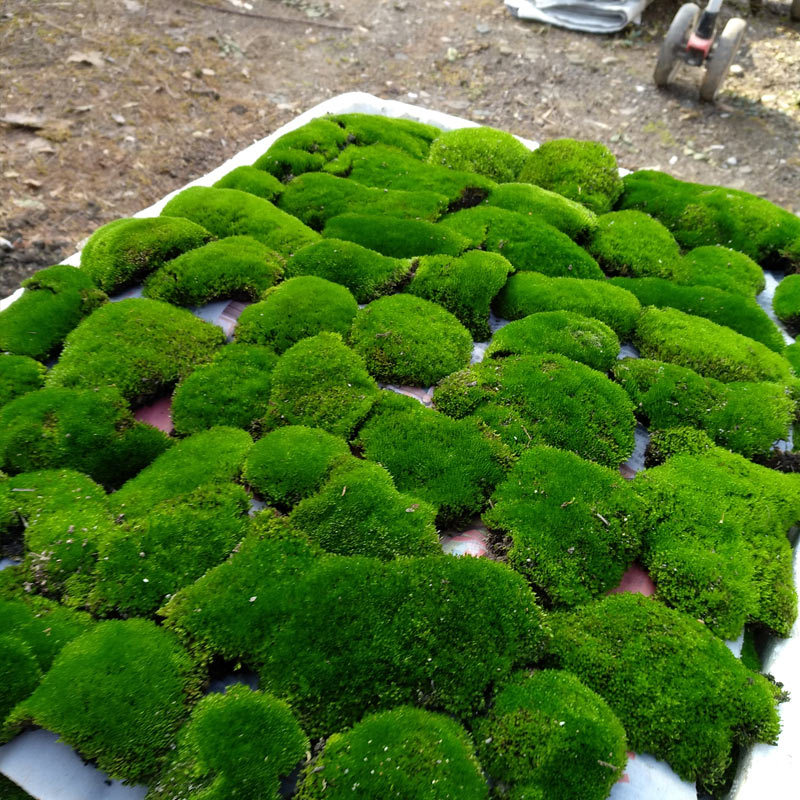 Живой мох для микландшафта, экосистема в бутылке, большой серый мох, белый волосатый мох, бонсай