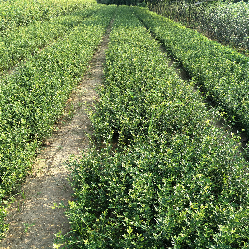 Sale of 2-Year-Old Wolfberry Seedlings, Grafted Orange Rootstock, Hedge Seedlings