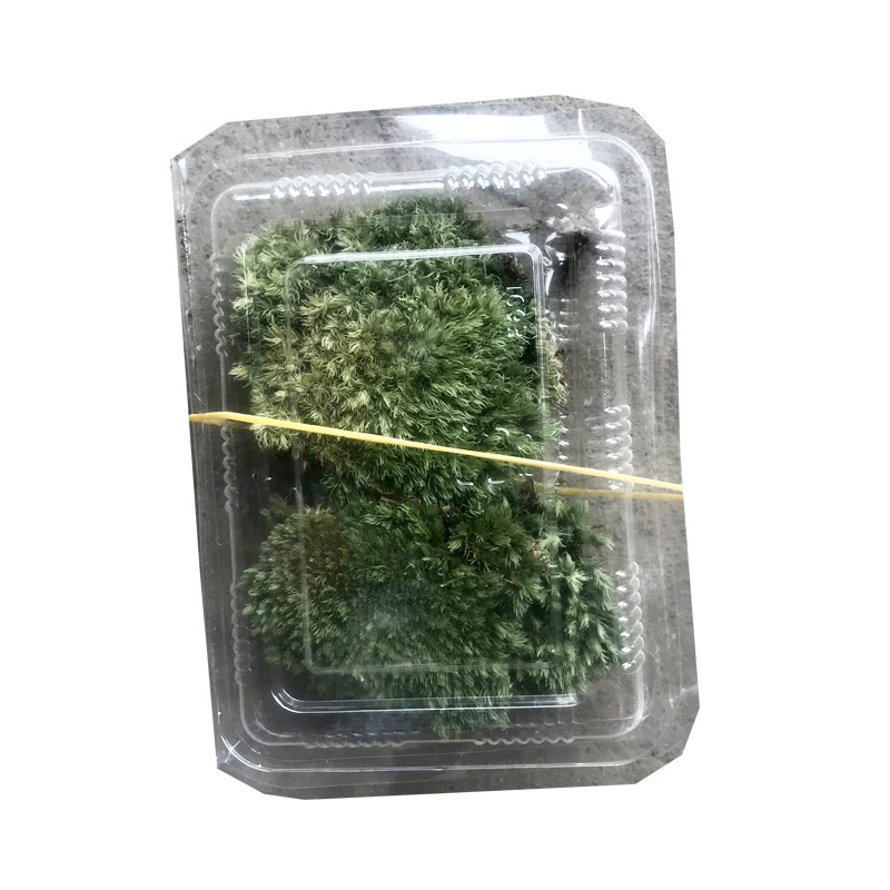 Factory Wholesale Fresh Moss Live Moss Micro Landscape Ecological Bottle Plant Big Gray Moss White Hair Moss Bonsai