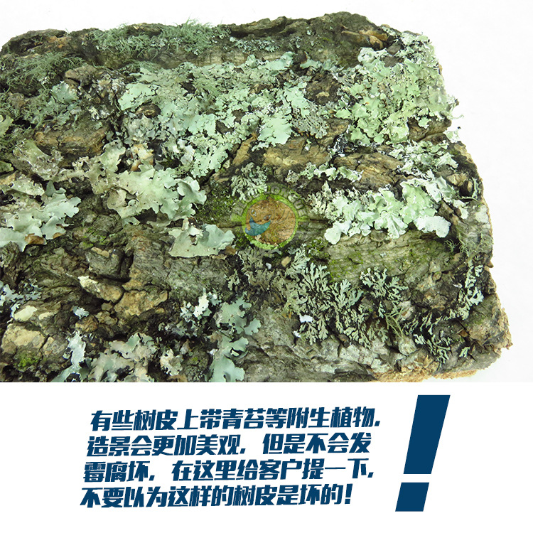 Champagne Bark Acrylic Reptile Feeding Box Feeding Box Landscape Lizard Pet Fire Rose Spider Escape Climbing