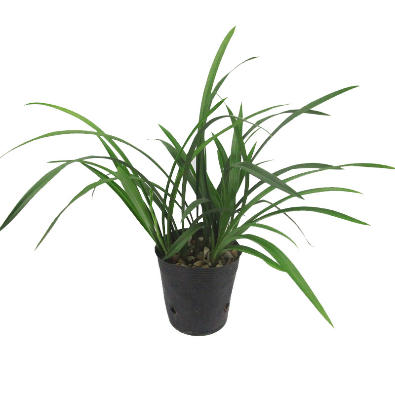 Orchid Seedlings Jianlan Four Seasons Orchid Dafengsu Qihei Fragrance Ink Orchid Orchid Flowering Period with Buds