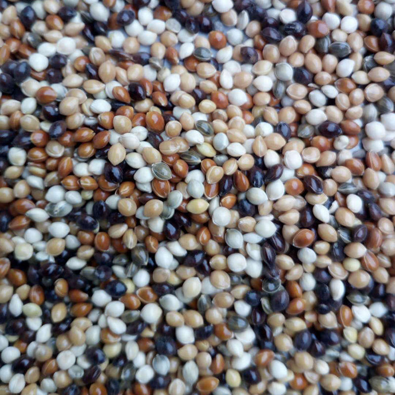 Five-Color Millet Bird Food Mixed Nutritional Food 25kg /Bag Pearl Bird Feed Bird Food Parrot Food Bird Food Millet