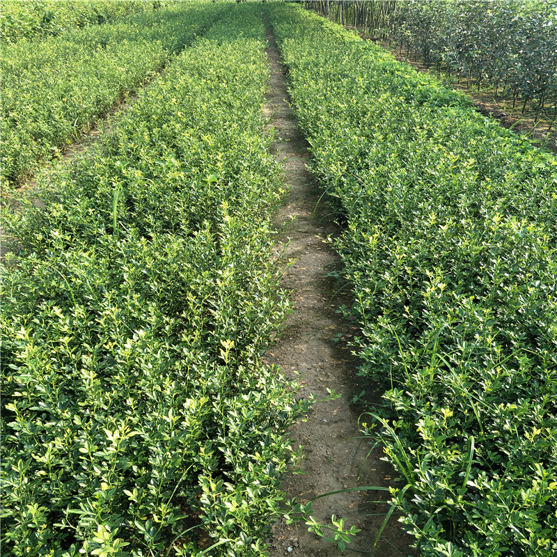 Sale of 2-Year-Old Wolfberry Seedlings, Grafted Orange Rootstock, Hedge Seedlings
