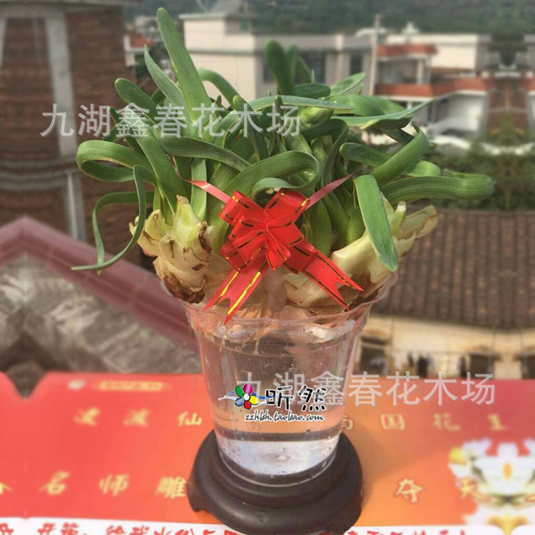 Wholesale Narcissus Flowers, Single and Double Petals, New Year's Hydroponic Flowers, Potted Plants, Bulk Purchase Gifts, Origin: New Year's Flowers