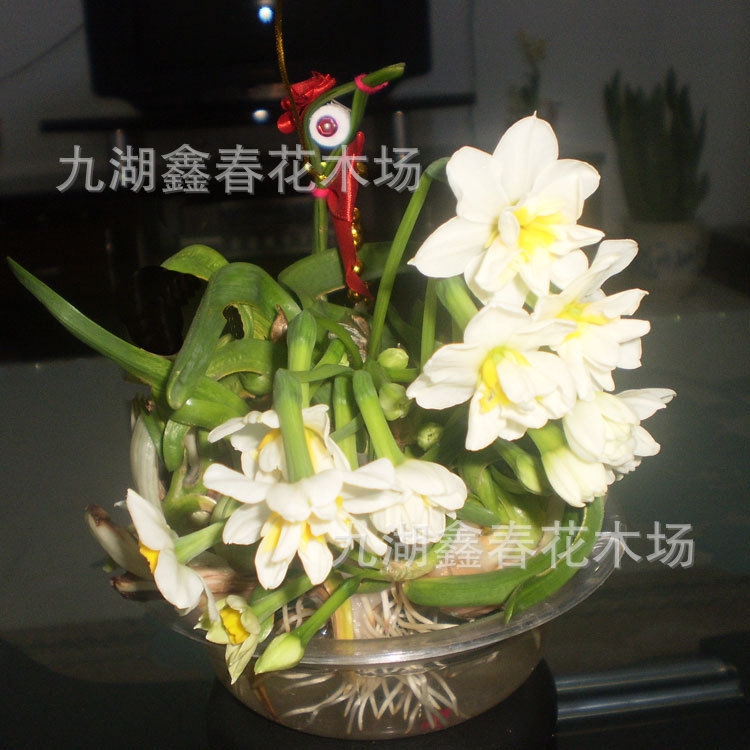 Wholesale Narcissus Flowers, Single and Double Petals, New Year's Hydroponic Flowers, Potted Plants, Bulk Purchase Gifts, Origin: New Year's Flowers