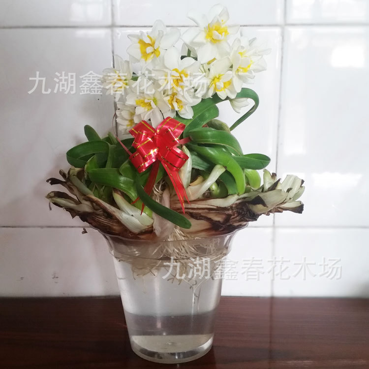 Wholesale Narcissus Flowers, Single and Double Petals, New Year's Hydroponic Flowers, Potted Plants, Bulk Purchase Gifts, Origin: New Year's Flowers