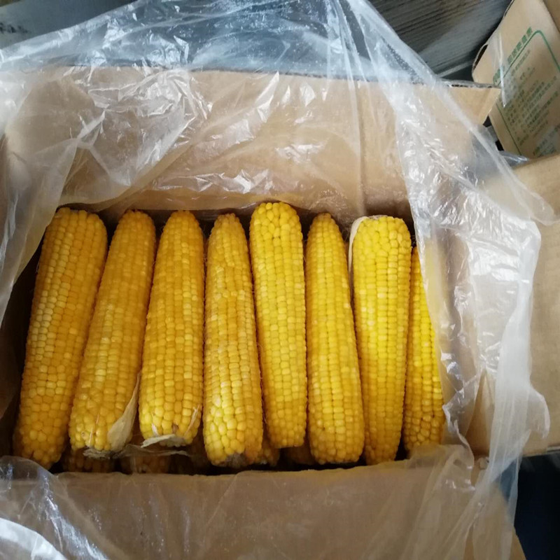 Commercial Wholesale Export Quality Frozen Vegetables for Cafeteria Breakfasts, Fresh and Tender, Pesticide-Free Commercial Glutinous Corn Cobs
