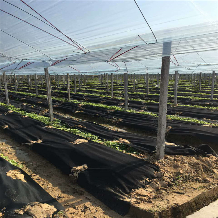 Amazon Explosions PP Anti-grass Cloth Thickened Tear-resistant and Weather-resistant Garden Film Courtyard Floor Covering