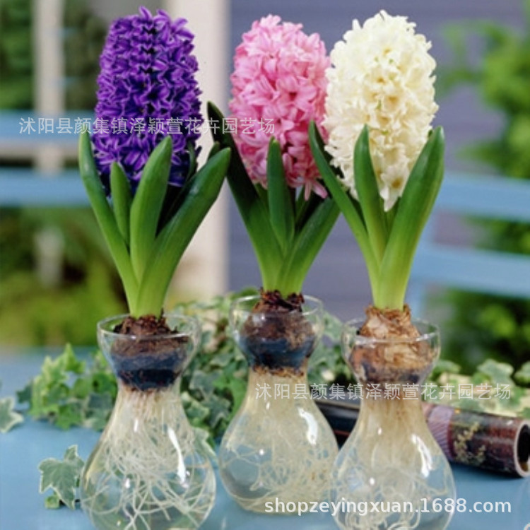 Оптовые луковицы гиацинтов, гиацинты в горшках, все цвета, гидропонные цветочные растения, скидки на большие объемы