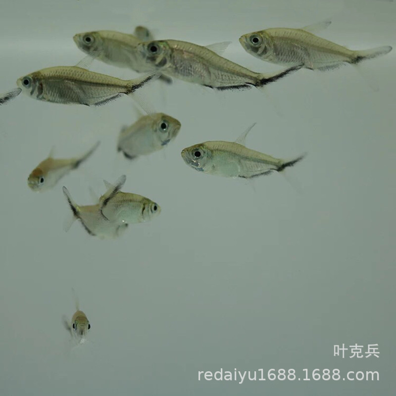 Tropical ornamental fish wholesale black tail big hook fish swimming fish pull flag fish grass tank fish
