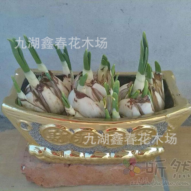 Extra Large Double-Petaled Narcissus Flower King Wholesale Single-Petaled Multi-Flowered Flower Balls from Zhangzhou Jiuhu Origin Units Are Great Gifts