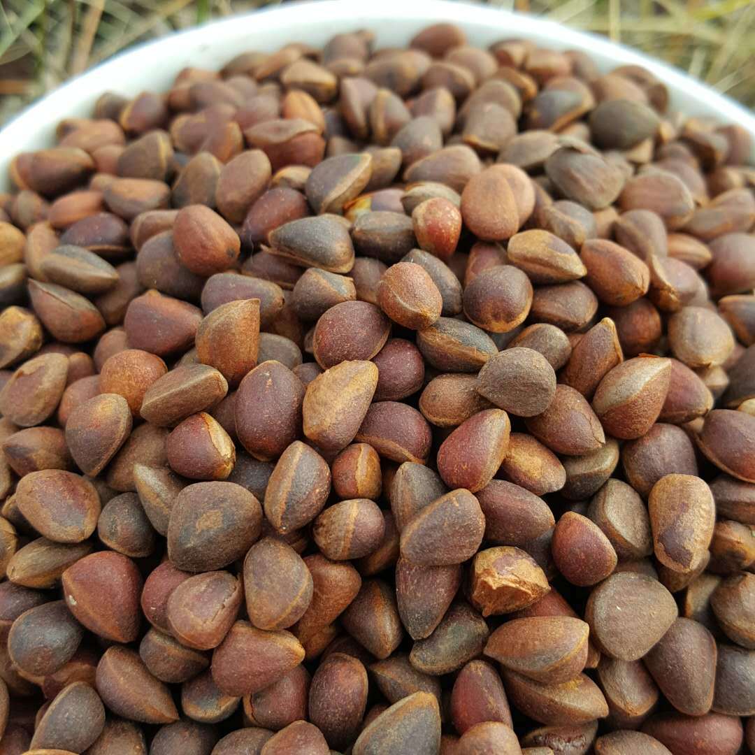 Daxinganling wild horsetail pine nuts new products are on the market very small dry natural drying rat food pine nuts