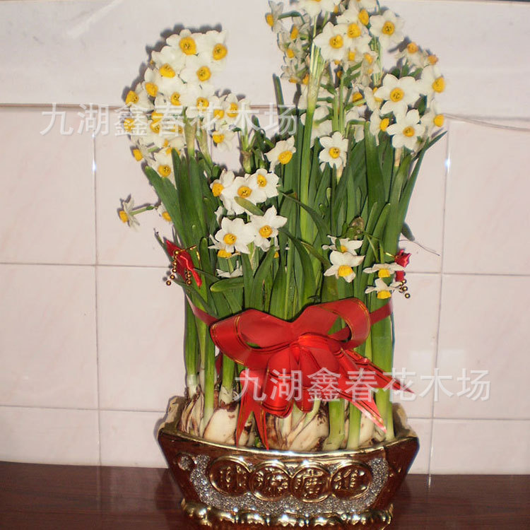 Extra Large Double-Petaled Narcissus Flower King Wholesale Single-Petaled Multi-Flowered Flower Balls from Zhangzhou Jiuhu Origin Units Are Great Gifts