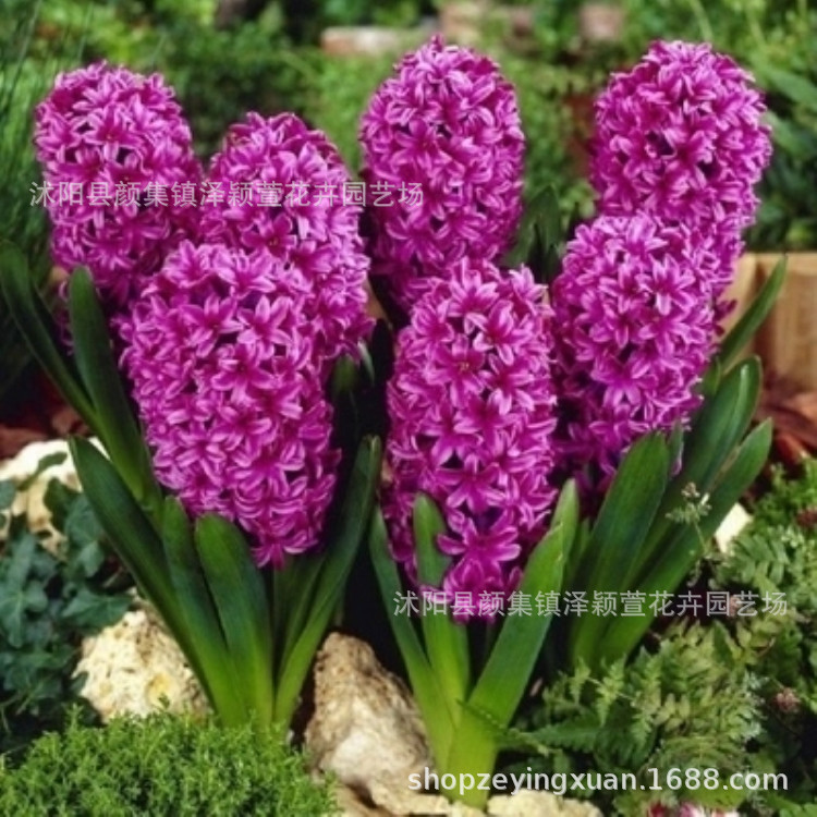 Wholesale Hyacinth Bulbs, Hyacinth Potted Plants, Full Colors, Hydroponic Soil Culture Flower Plants, Large Quantity Discounts