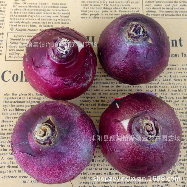 Wholesale Hyacinth Bulbs, Hyacinth Potted Plants, Full Colors, Hydroponic Soil Culture Flower Plants, Large Quantity Discounts