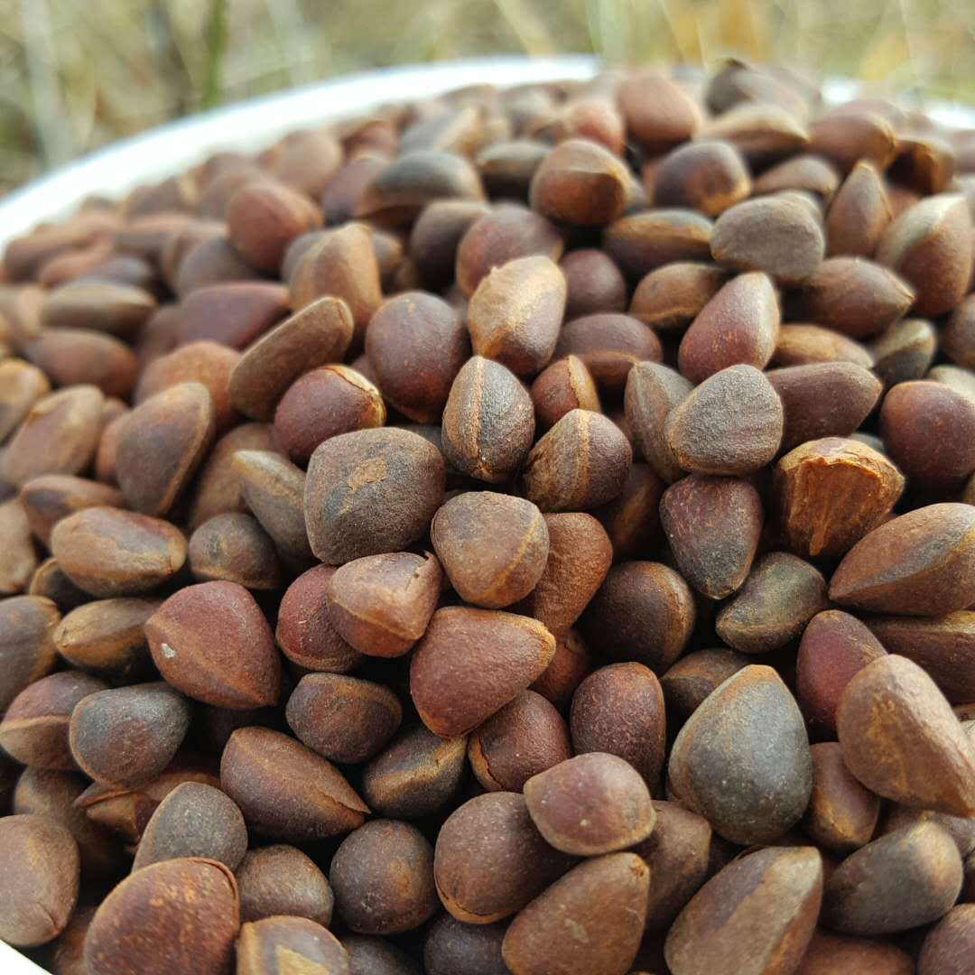 Дикие кедровые орехи Daxinganling, новые продукты, очень мелкие, натуральные, для кормления грызунов