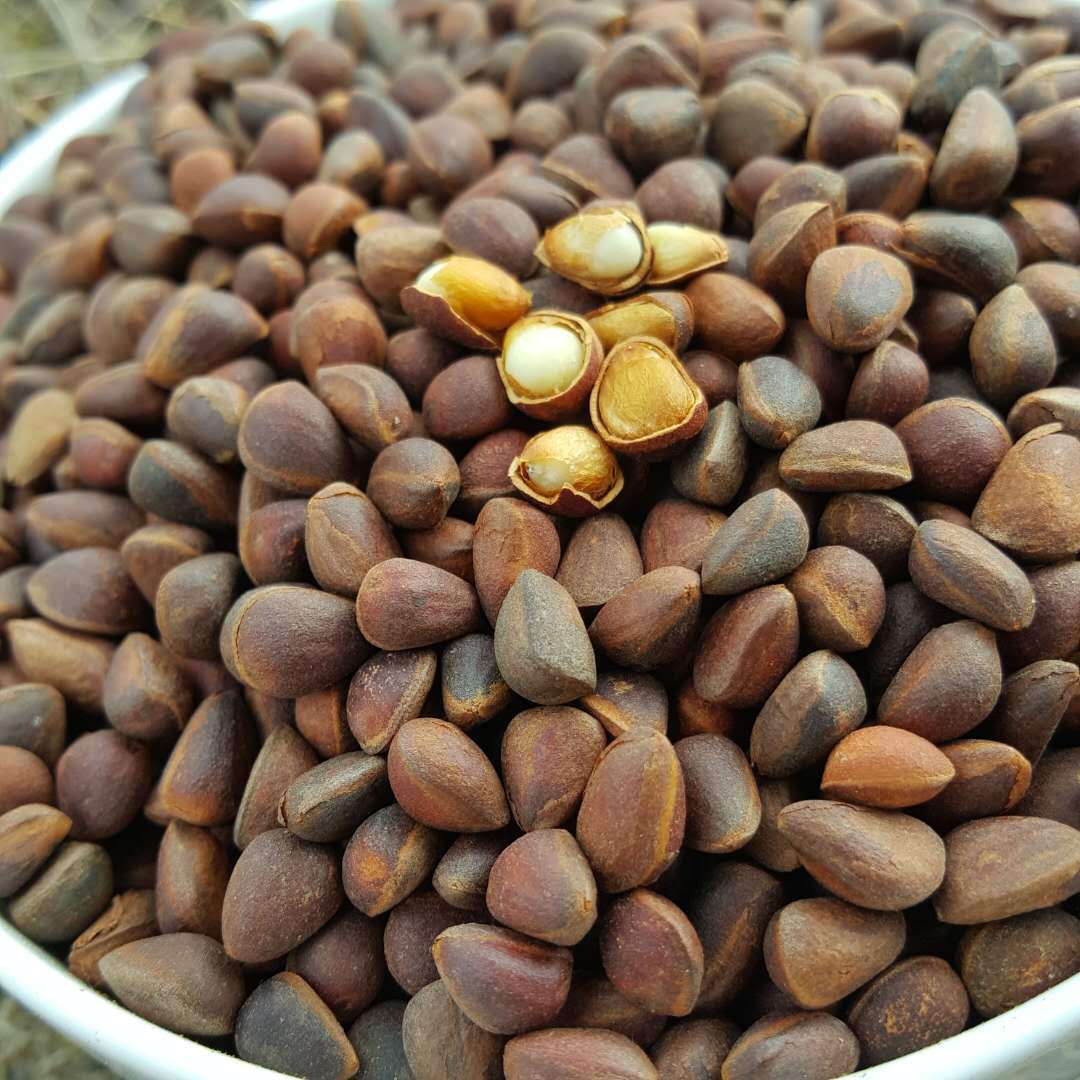 Daxinganling wild horsetail pine nuts new products are on the market very small dry natural drying rat food pine nuts