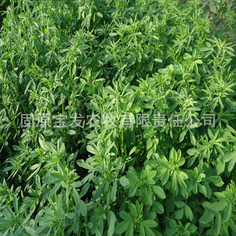 This Year's New Grass Feed for Cattle, Sheep, Horses, and Zoo Animals, Special Forage Alfalfa Pellets 50kg Wholesale from the Manufacturer