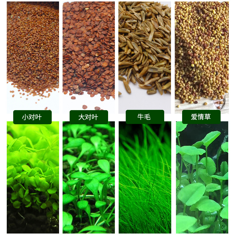 Ecological Fish Tank Size Folio Cow Hair Grass Seeds Pearl Aquatic Plants Seeds Fish Tank Landscaping Decoration Landscaping Aquatic Plants Seeds