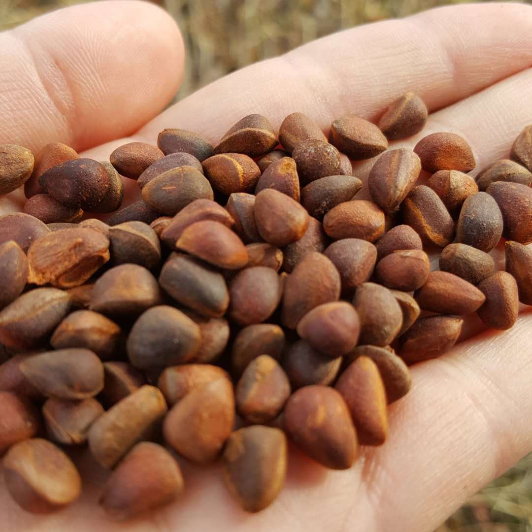 Daxinganling wild horsetail pine nuts new products are on the market very small dry natural drying rat food pine nuts