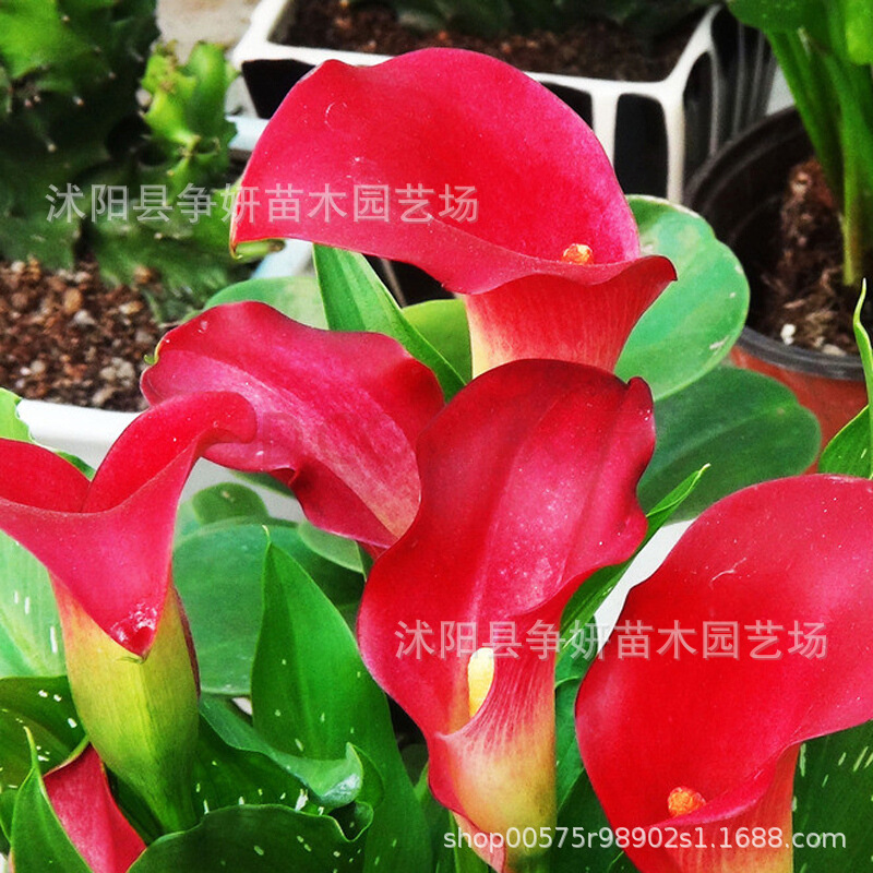 Colorful Calla Lily Bulbs, Large Bulbs, Easy to Grow, Perennial Bulbs, Easy to Survive, Full Balcony Specifications