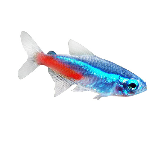 Traffic light fish live small lamp fish tropical fish ornamental fish grass tank group tour Shanghai fishing ground wholesale can be mixed
