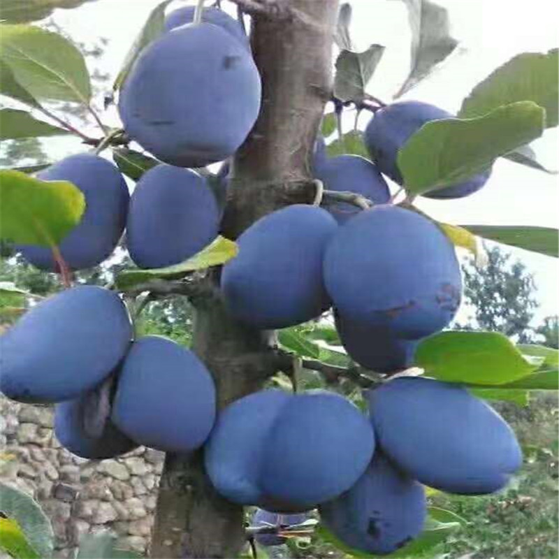 Prune Plum Saplings, French Plum Saplings, Crisp Sweet Plum Plum Saplings, Xinjiang Prune Fruit Sapling Base Wholesale