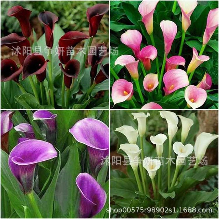 Colorful Calla Lily Bulbs, Large Bulbs, Easy to Grow, Perennial Bulbs, Easy to Survive, Full Balcony Specifications