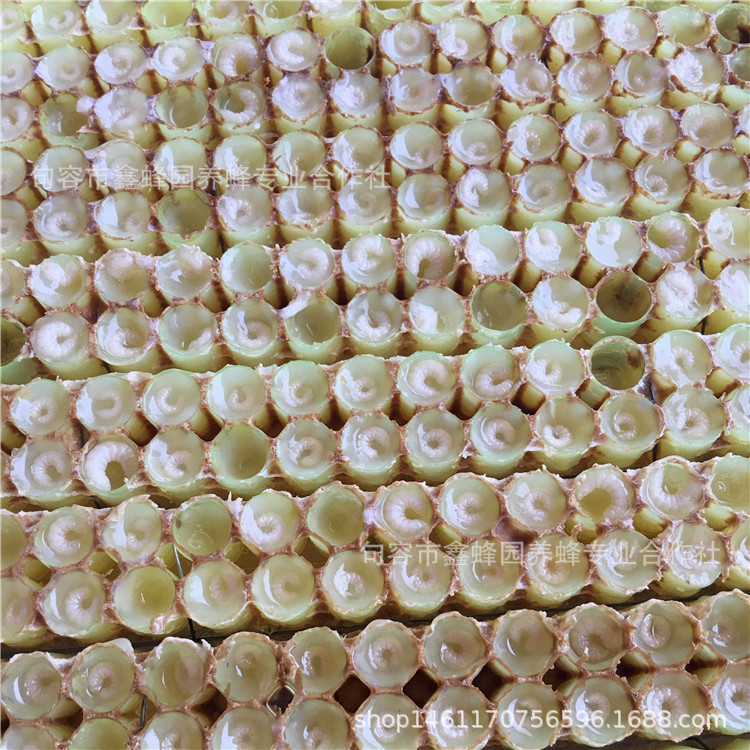 Xinbee garden Internet celebrity style strength source bee farm farm self-produced pure natural food 500g royal jelly