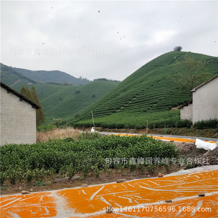 Xinbee garden tea pollen tea powder edible bee pollen 500g a bottle wholesale