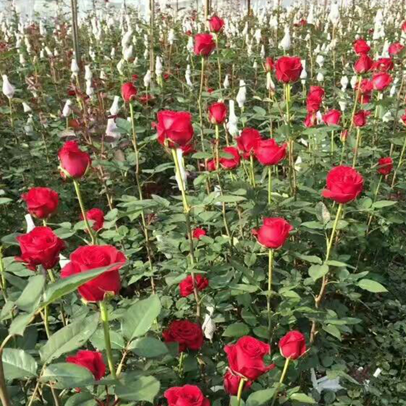 Yunnan Base Flower Seedlings, Four-Season Corolla Fresh-Cut Large-Flowered Red Rose Seedlings, Rose Potted Florals