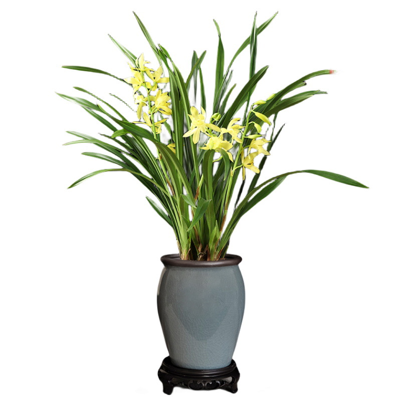 Minggui Jianlan Potted Florals with Flower Seedlings in the Office, Classy and Elegant Bonsai Flower Plant Pots with Strong Fragrance All Year Round