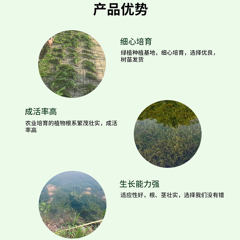 Malaysian Eye-Catching Submersed and Floating Plants Planted with Bamboo Leaves Eye-Catching Eye-Catching Plants Undertake Ecological Restoration Projects