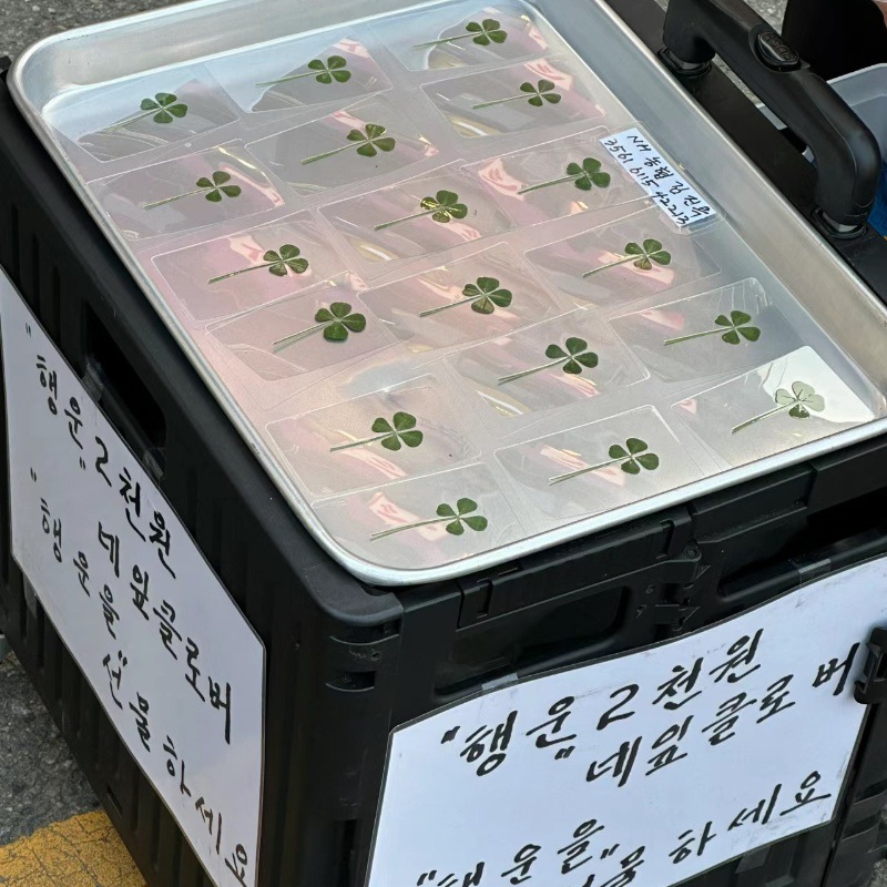 Primary Color Four-leaf Clover Leaf Specimen Lucky Grass Gum Drops Dried Flower DIY Handmade Material Natural True Flower Embossing Material