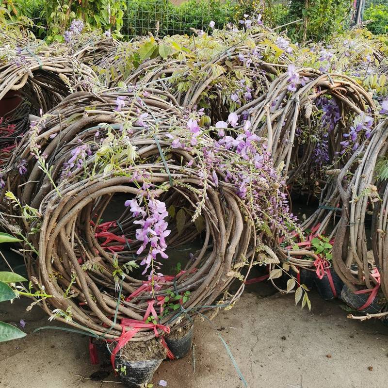 Саженцы глицинии, горшечные цветы, вьющиеся лозы для двора, цветение круглый год, забор из глициний