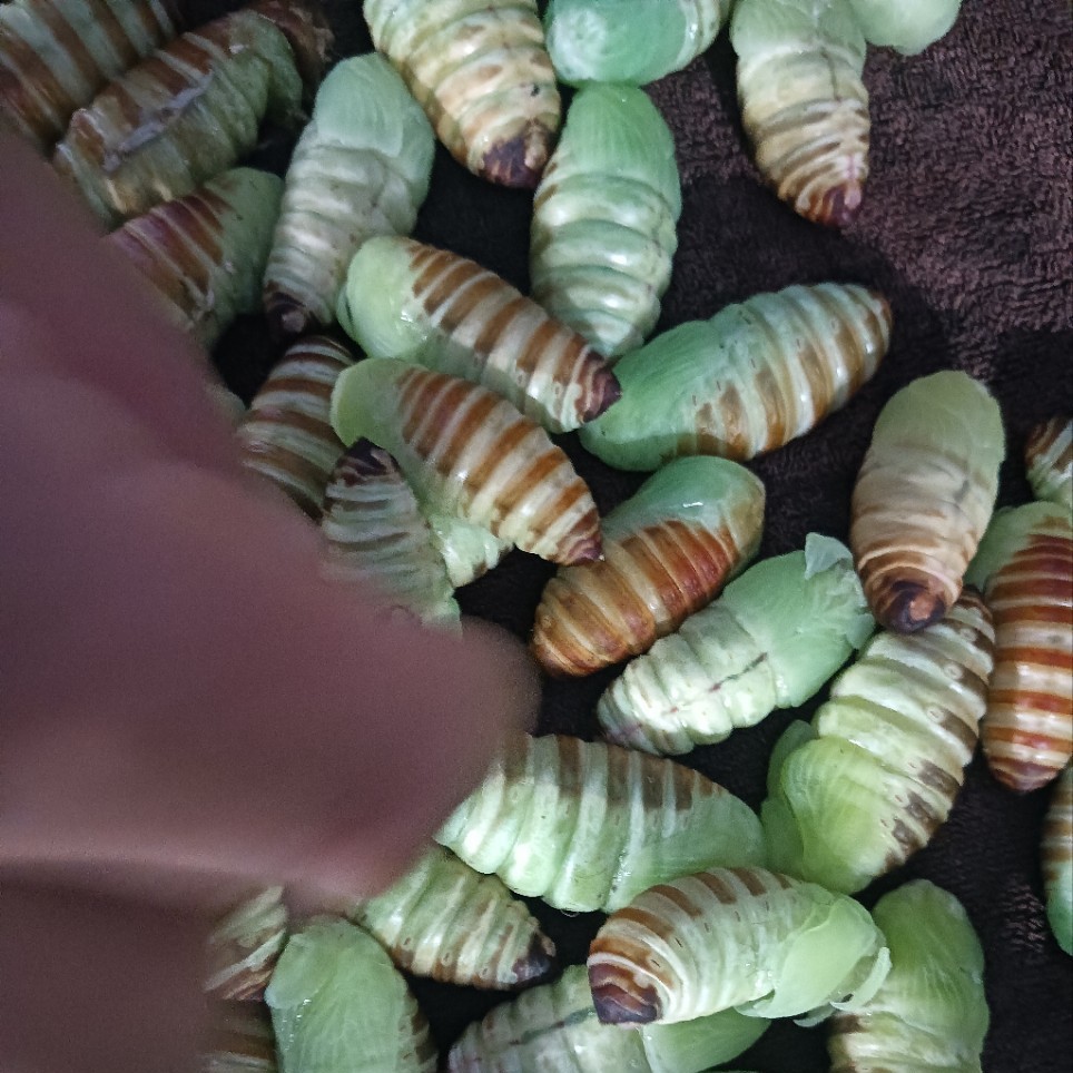 Northeast Specialty: Wild-Raised Skinless High-Nutrition Fairy Silkworm Pupae, a Special Type